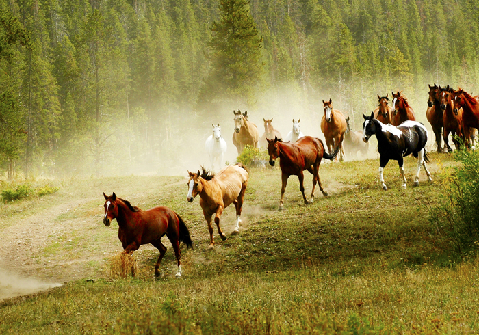 Equine Therapy for Addiction Treatment