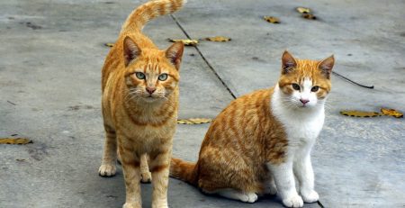 two cats sitting on the pavement