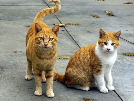 two cats sitting on the pavement