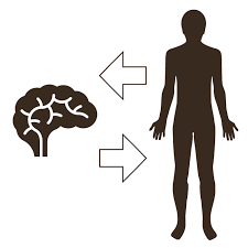 Brain Body Physiological Therapies